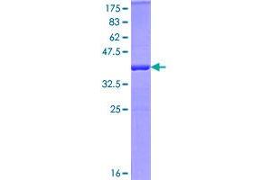 Image no. 1 for Pellino E3 Ubiquitin Protein Ligase 1 (PELI1) (AA 1-125) protein (GST tag) (ABIN1314641)