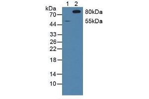 Figure. (SIRPA anticorps  (AA 105-324))