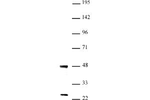 UTF1 antibody (pAb) tested by Western blot Nuclear extract of mouse ES cells (20 μg) probed with UTF1 antibody (1:1,000). (UTF1 anticorps  (N-Term))