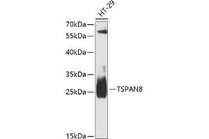 Western blot analysis of extracts of HT-29 cells, using TSP antibody (ABIN6128851, ABIN6149644, ABIN6149646 and ABIN6217203) at 1:3000 dilution. (Tspan-8 anticorps  (AA 110-200))