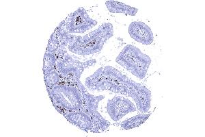 Immunohistochemistry (IHC) image for Rabbit anti-Human IgA antibody (ABIN7477497)