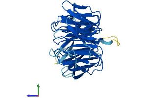 AlphaFold protein structure predicition of Human Recombinant RACK1 Protein, UniprotID P63244