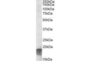 Western Blotting (WB) image for anti-Succinate Dehydrogenase Complex Assembly Factor 1 (SDHAF1) (C-Term) antibody (ABIN2464306) (SDHAF1 anticorps  (C-Term))