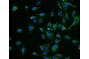 IF analysis of Chromogranin A/Chga using anti-Chromogranin A/Chga antibody (ABIN7603205).