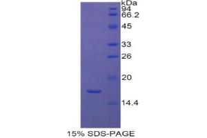 SDS-PAGE analysis of Human Histone Cluster 2, H3a Protein. (HIST2H3A Protéine)