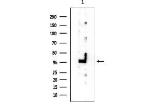 anti-THAP Domain Containing 11 (THAP11) (Internal Region) antibody