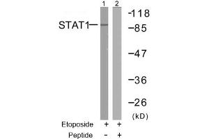 Image no. 2 for anti-Signal Transducer and Activator of Transcription 1, 91kDa (STAT1) (Ser727) antibody (ABIN197392) (STAT1 anticorps  (Ser727))