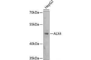 Western blot analysis of extracts of HepG2 cells using ALX4 Polyclonal Antibody at dilution of 1:3000. (ALX4 anticorps)