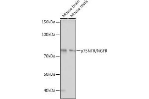 Western blot analysis of extracts of various cell lines, using p75NTR/NGFR antibody (ABIN7268850) at 1:1000 dilution. (NGFR anticorps)