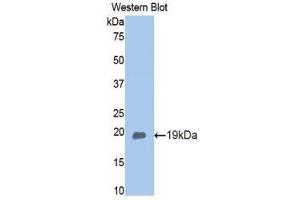 Western Blotting (WB) image for anti-Adiponectin (ADIPOQ) (AA 111-244) antibody (ABIN1173289) (ADIPOQ anticorps  (AA 111-244))