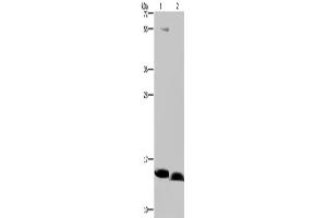 Western Blotting (WB) image for anti-NADH Dehydrogenase (Ubiquinone) 1 alpha Subcomplex, 5, 13kDa (NDUFA5) antibody (ABIN2430515) (NDUFA5 anticorps)