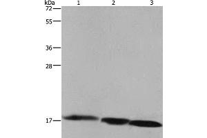 Western Blot analysis of Raji cell, Mouse liver and heart tissue using FIS1 Polyclonal Antibody at dilution of 1:500 (Fission 1 anticorps)