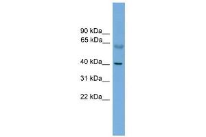 PRKACA antibody used at 1 ug/ml to detect target protein. (PRKACA anticorps  (N-Term))