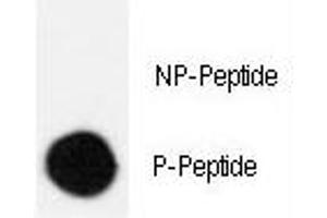 Dot blot analysis of phospho-CRK antibody.