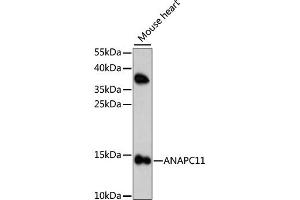 Western blot analysis of extracts of mouse heart, using ANAPC11 antibody. (ANAPC11 anticorps)