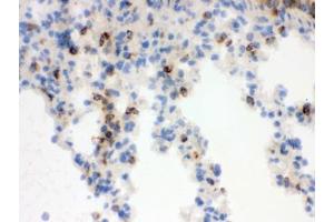 IHC testing of frozen mouse lung tissue with Lipocalin 2 antibody. (Lipocalin 2 anticorps  (AA 21-200))