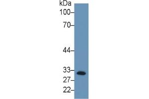 Mouse Capture antibody from the kit in WB with Positive Control: Sample Human K562 cell lysate;.