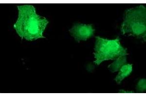 Anti-AKT1 mouse monoclonal antibody (ABIN2455511) immunofluorescent staining of COS7 cells transiently transfected by pCMV6-ENTRY AKT1 (RC220257). (AKT1 anticorps)