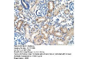 Rabbit Anti-MUC1 Antibody  Paraffin Embedded Tissue: Human Kidney Cellular Data: Epithelial cells of renal tubule Antibody Concentration: 4.