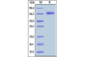 Human B7-H2, Fc Tag on  under reducing (R) condition. (ICOSLG Protein (AA 19-258) (Fc Tag))