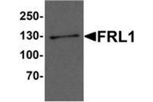 Western blot analysis of FRL1 in EL4 cell lysate with FRL1 Antibody  at 1 μg/ml. (Formin-Like 1 anticorps  (C-Term))