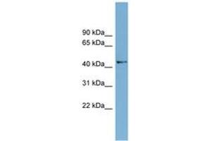 Image no. 1 for anti-Amidohydrolase Domain Containing 1 (AMDHD1) (AA 35-84) antibody (ABIN6743687) (AMDHD1 anticorps  (AA 35-84))
