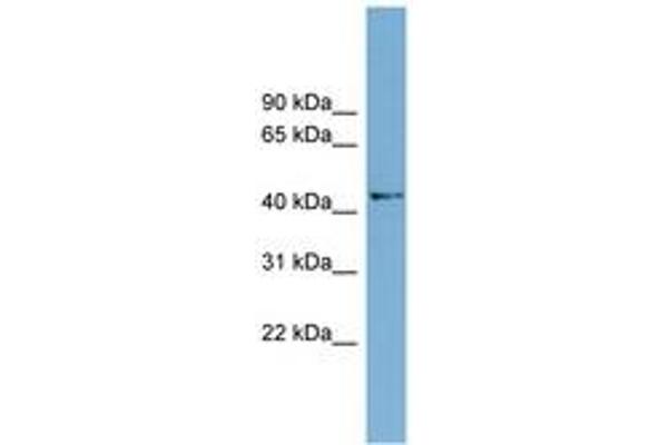 AMDHD1 anticorps  (AA 35-84)