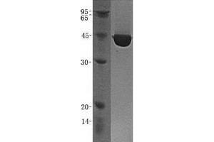 Validation with Western Blot