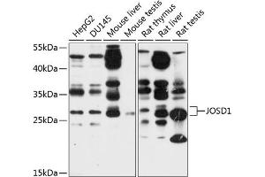 JOSD1 抗体  (AA 1-202)