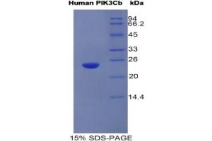 SDS-PAGE of Protein Standard from the Kit (Highly purified E.