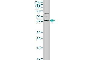 NR2E1 monoclonal antibody (M01), clone 1C4 Western Blot analysis of NR2E1 expression in NIH/3T3 . (NR2E1 anticorps  (AA 249-342))
