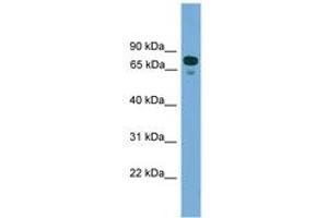 Image no. 1 for anti-Zinc Finger Protein 599 (ZNF599) (N-Term) antibody (ABIN6744878) (ZNF599 anticorps  (N-Term))
