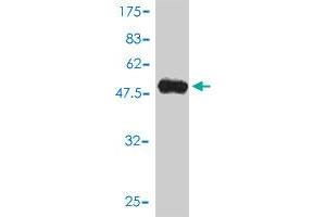 Western Blot detection against Immunogen (54.