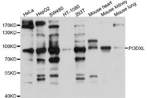 Western blot analysis of extracts of various cell lines, using PODXL antibody (ABIN4904807) at 1:1000 dilution. (PODXL anticorps)