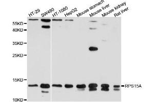 Western blot analysis of extract of various cells, using RPS15A antibody. (RPS15A anticorps)