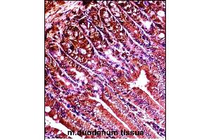 Mouse Abl1 Antibody (Center) ((ABIN657828 and ABIN2846795))immunohistochemistry analysis in formalin fixed and paraffin embedded mouse duodenum tissue followed by peroxidase conjugation of the secondary antibody and DAB staining. (ABL1 anticorps  (AA 613-641))