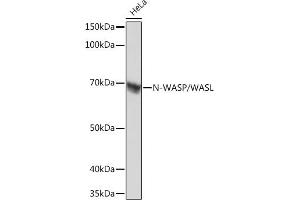 Western blot analysis of extracts of HeLa cells, using N-WASP/N-WASP/WASL Rabbit mAb (ABIN7268856) at 1:1000 dilution. (Neural Wiskott-Aldrich syndrome protein (WASL) anticorps)