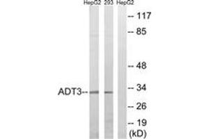 Western Blotting (WB) image for anti-Solute Carrier Family 25 (Mitochondrial Carrier, Adenine Nucleotide Translocator), Member 6 (SLC25A6) (AA 121-170) antibody (ABIN2879103) (SLC25A6 anticorps  (AA 121-170))