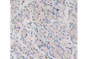 Used in DAB staining on fromalin fixed paraffin- embedded stomach tissue (WNT11 anticorps  (AA 204-349))
