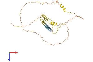 AlphaFold protein structure predicition of Mouse Recombinant Syndig1 Protein, UniprotID A2ANU3