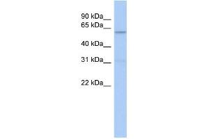WB Suggested Anti-CAMKK2 Antibody Titration: 0. (CAMKK2 anticorps  (N-Term))