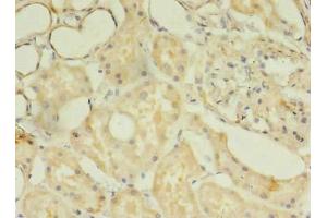 Immunohistochemistry of paraffin-embedded human kidney tissue using ABIN7171830 at dilution of 1:100 (TSGA13 anticorps  (AA 1-275))