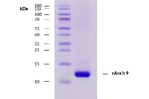 Recombinant allergen rAra h 9 purity verification. (SCP2 Protéine)