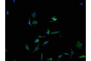 Immunofluorescence staining of U251 cells with ABIN7166560-IF at 1:100, counter-stained with DAPI. (PCDH17 anticorps  (AA 18-243))