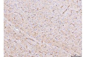 IHC analysis of Aquaporin 4/AQP4 using anti-Aquaporin 4/AQP4 antibody (ABIN7600876). (Aquaporin 4 anticorps  (AA 247-323))