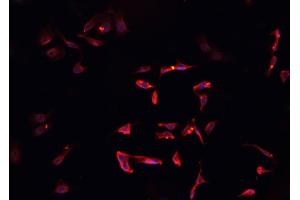 ABIN6268765 staining CACO-2 cells by IF/ICC. (SOX6 anticorps  (N-Term))