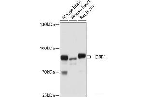 Western blot analysis of extracts of various cell lines using DRP1 Polyclonal Antibody at dilution of 1:1000. (Dynamin 1-Like anticorps)