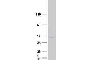 Validation with Western Blot