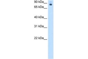 Western Blotting (WB) image for anti-Homeotic Protein Proboscipedia (PB) antibody (ABIN2463108) (Homeotic Protein Proboscipedia anticorps)