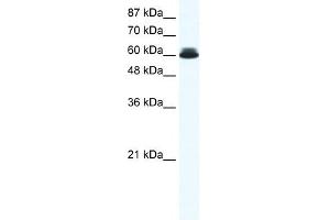 DDX27 antibody used at 0.